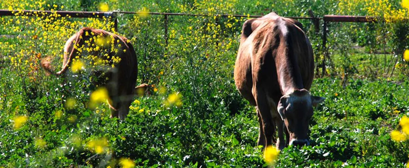 Foto dal sito di Fattoria Jannarella