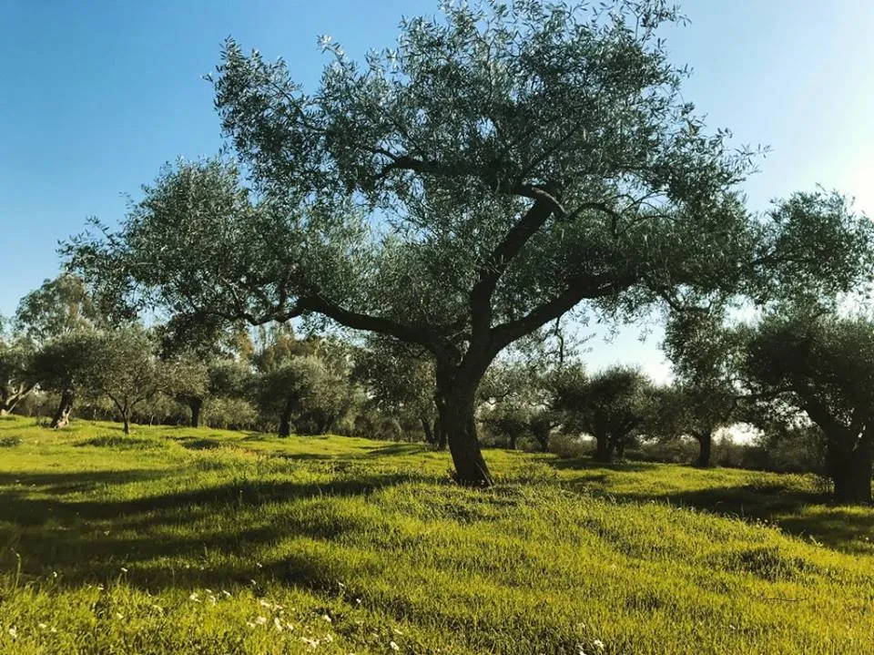 Foto dal sito di Il Giglio