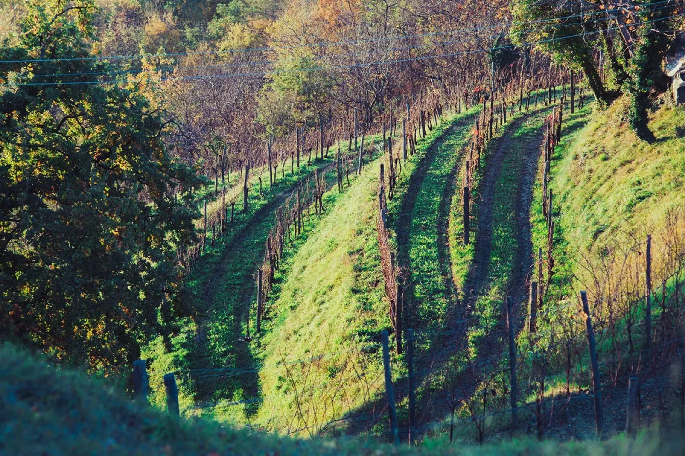 Foto dal sito di Agriturismo Ronchi Rò