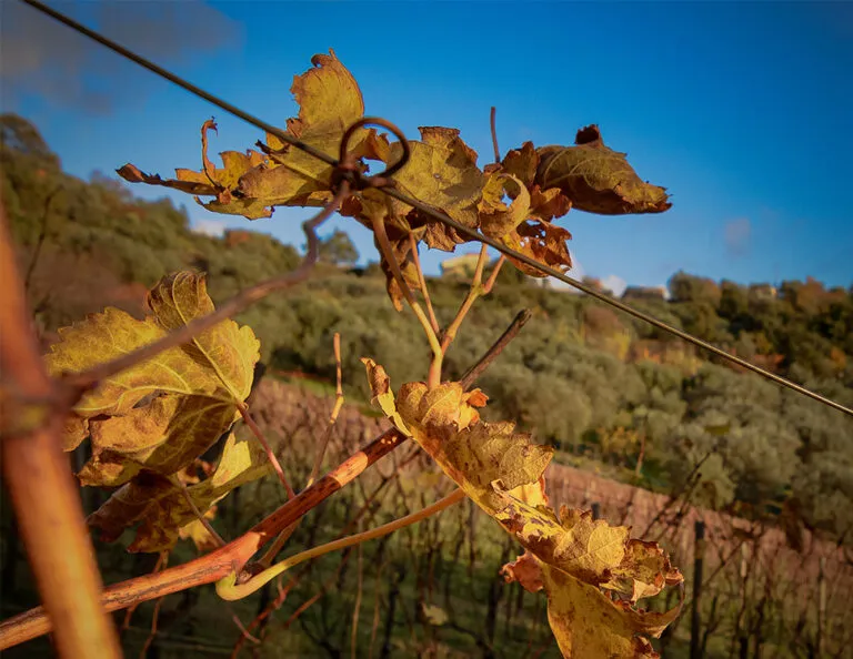 Foto dal sito di Villa Tredaniele
