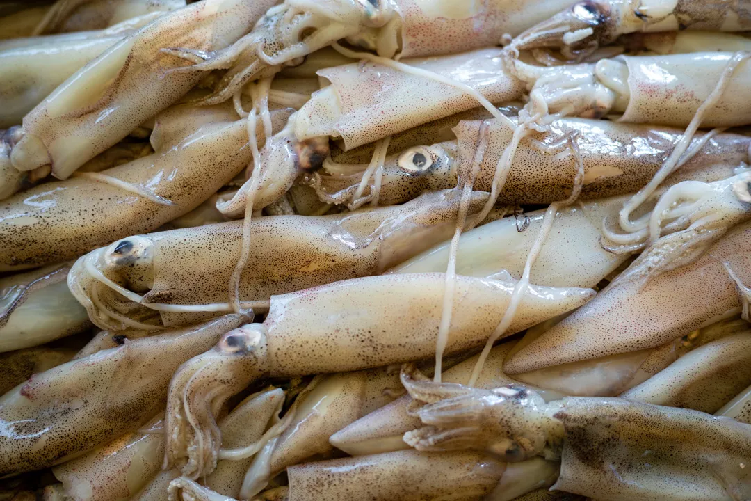Foto dal sito di Molinari 26