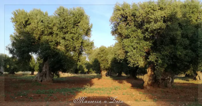 Foto dal sito di Ristorante Pizzeria B&B - Masseria ‘Nzeta